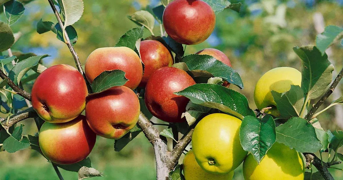 Malus Domestica Liberty - View 17 from www redcrocus com