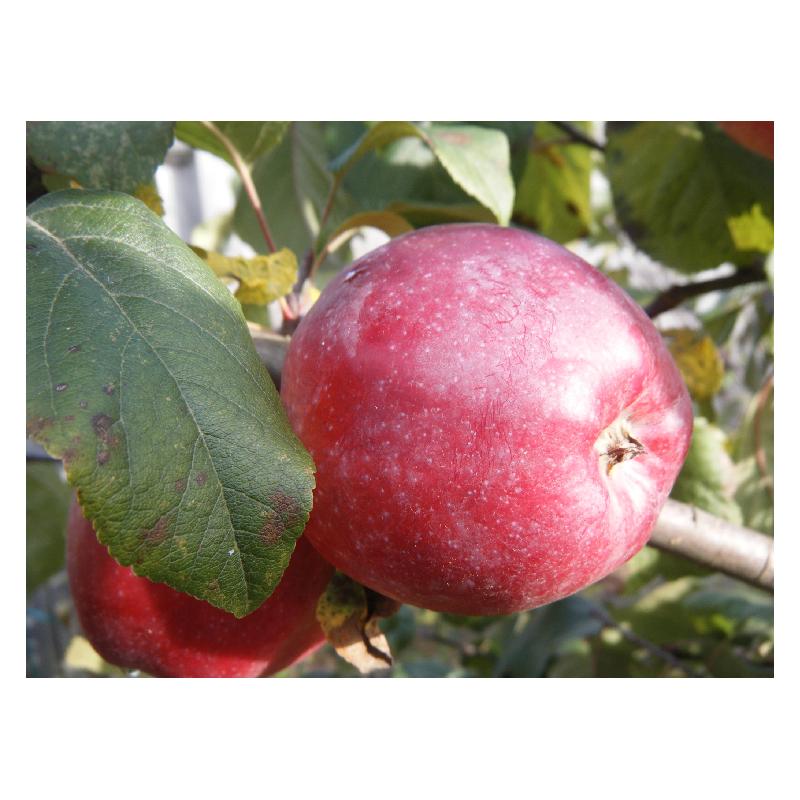 Malus Domestica Liberty - View 19 from www redcrocus com
