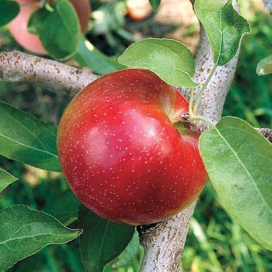 Malus Domestica Liberty - View 1 from www redcrocus com