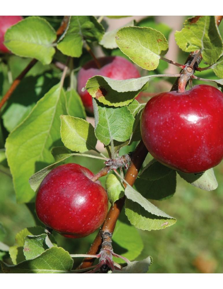 Malus Domestica Liberty - View 2 from www redcrocus com