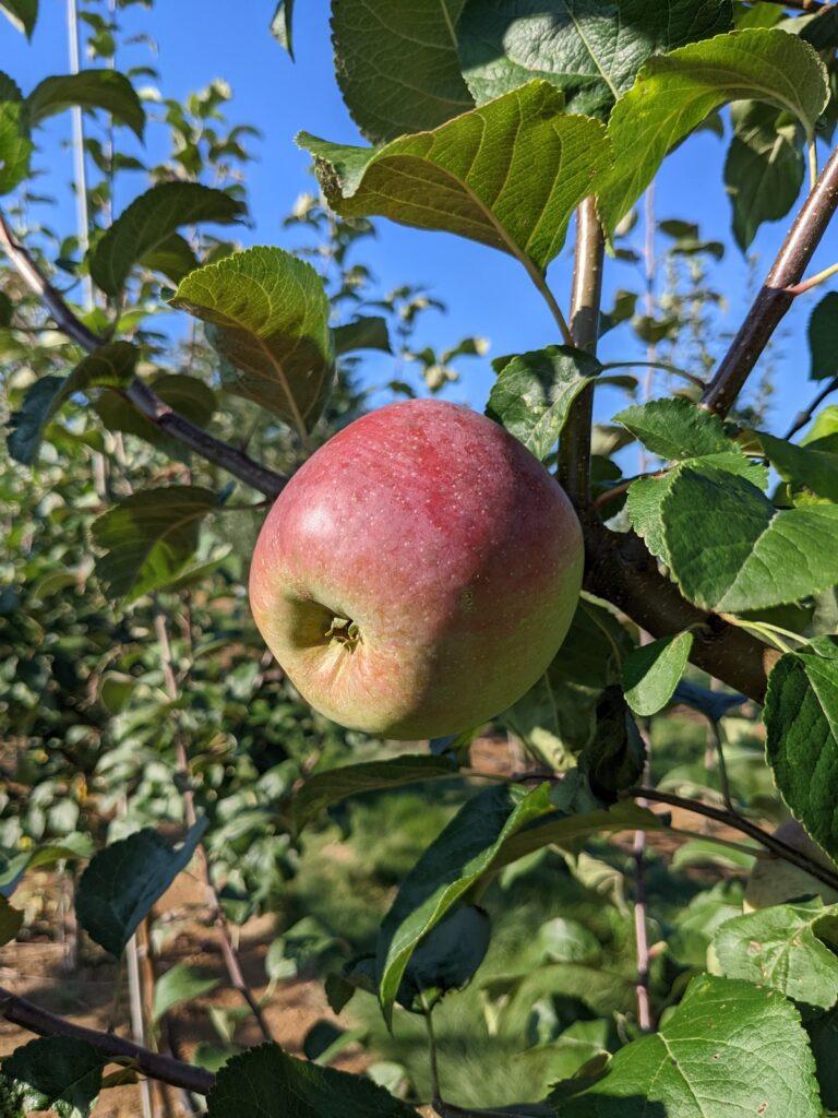 Malus Domestica Liberty - View 4 from www redcrocus com