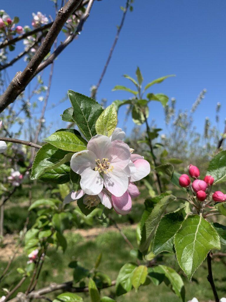 Malus Domestica Liberty - View 8 from www redcrocus com