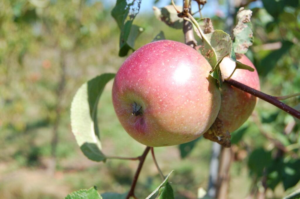 Malus Domestica Liberty - View 9 from www redcrocus com