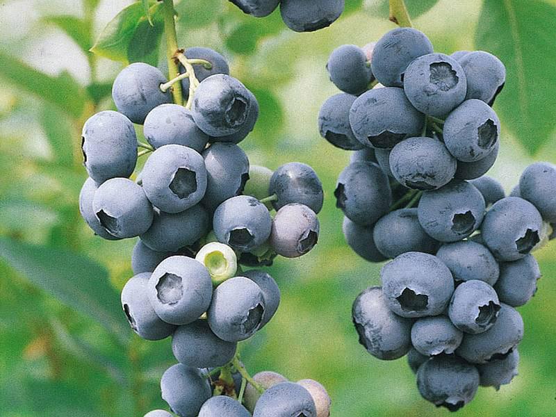 Blueberry Vaccinium Corymbosum Duke - View 10 from www redcrocus com