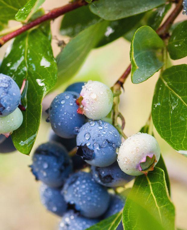 Blueberry Vaccinium Corymbosum Duke - View 6 from www redcrocus com