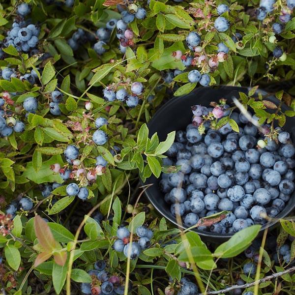 Blueberry Vaccinium Angustifolium - View 13 from www redcrocus com