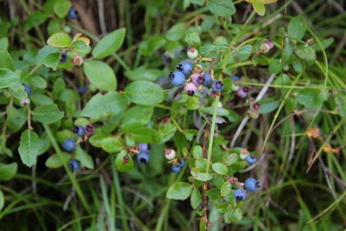 Blueberry Vaccinium Angustifolium - View 17 from www redcrocus com