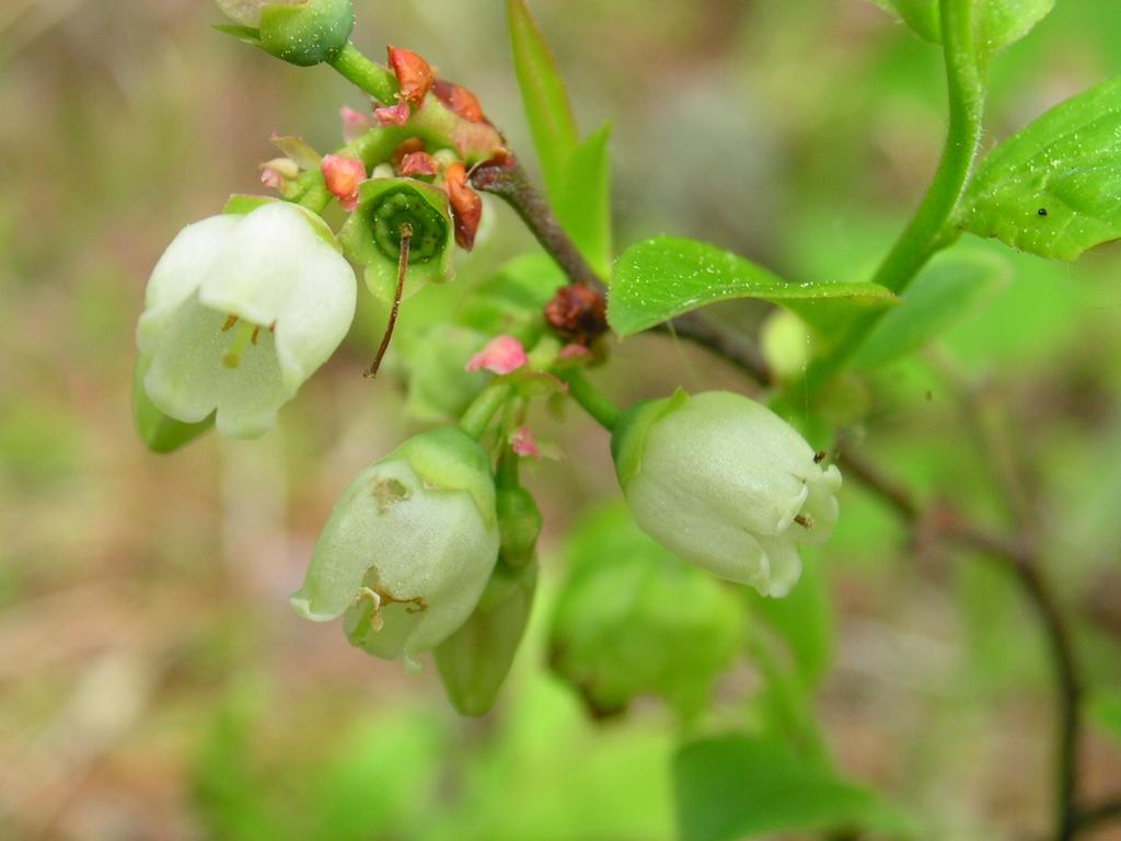 Blueberry Vaccinium Angustifolium - View 18 from www redcrocus com