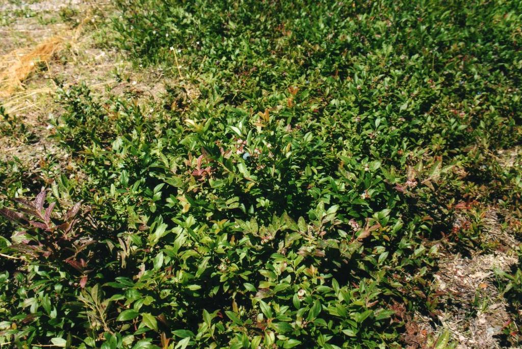 Blueberry Vaccinium Angustifolium - View 20 from www redcrocus com