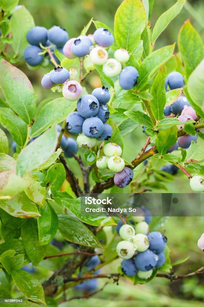 Blueberry Vaccinium Angustifolium - View 6 from www redcrocus com