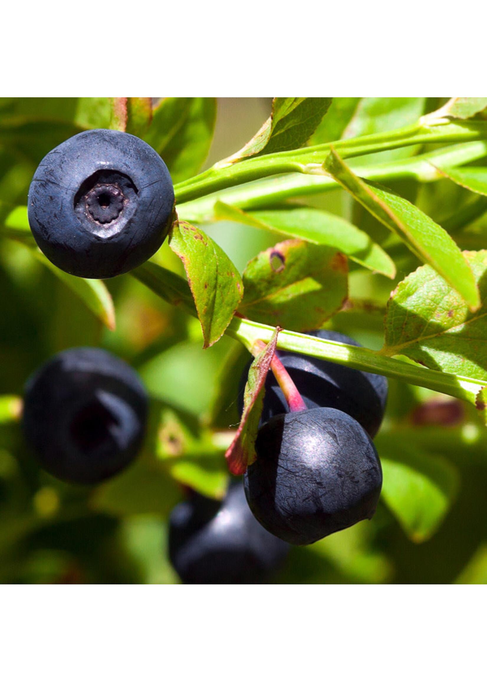 Blueberry Vaccinium Angustifolium - View 7 from www redcrocus com