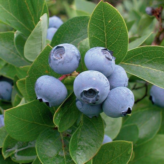 Blueberry Vaccinium Corymbosum Patriot - View 1 from www redcrocus com