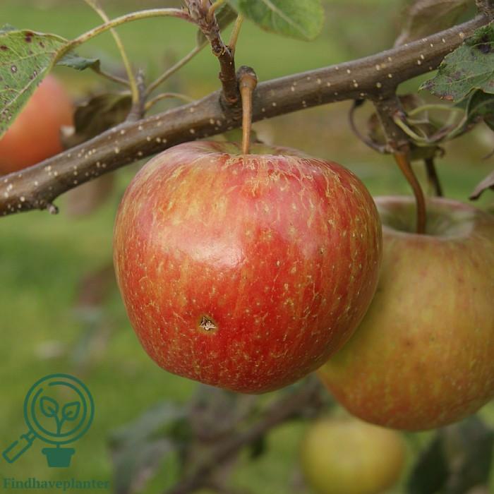 Malus Domestica Honeycrisp - View 13 from www redcrocus com