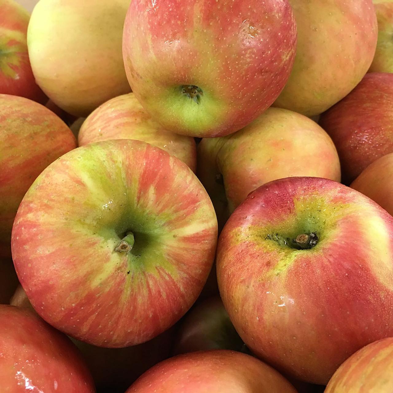 Malus Domestica Honeycrisp - View 17 from www redcrocus com