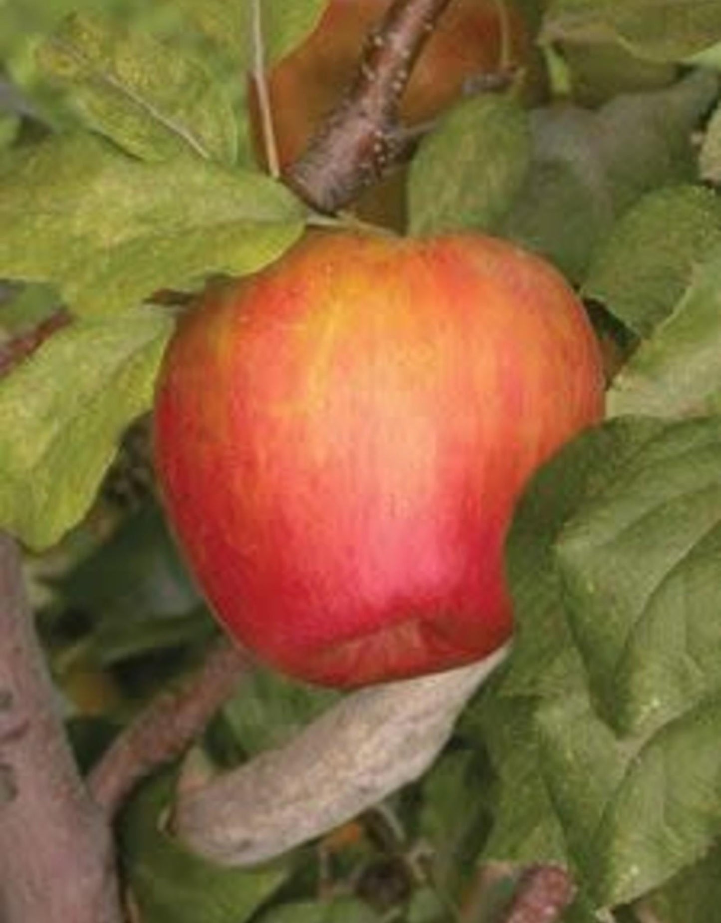 Malus Domestica Honeycrisp - View 19 from www redcrocus com