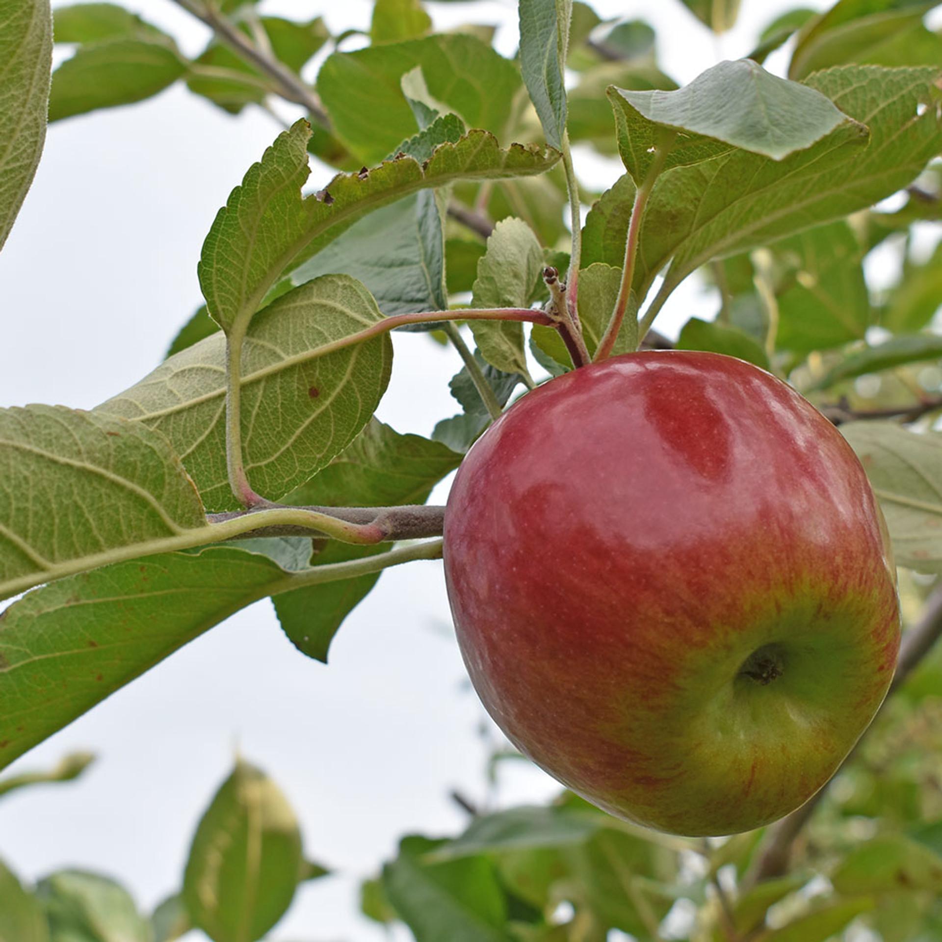 Malus Domestica Honeycrisp - View 3 from www redcrocus com
