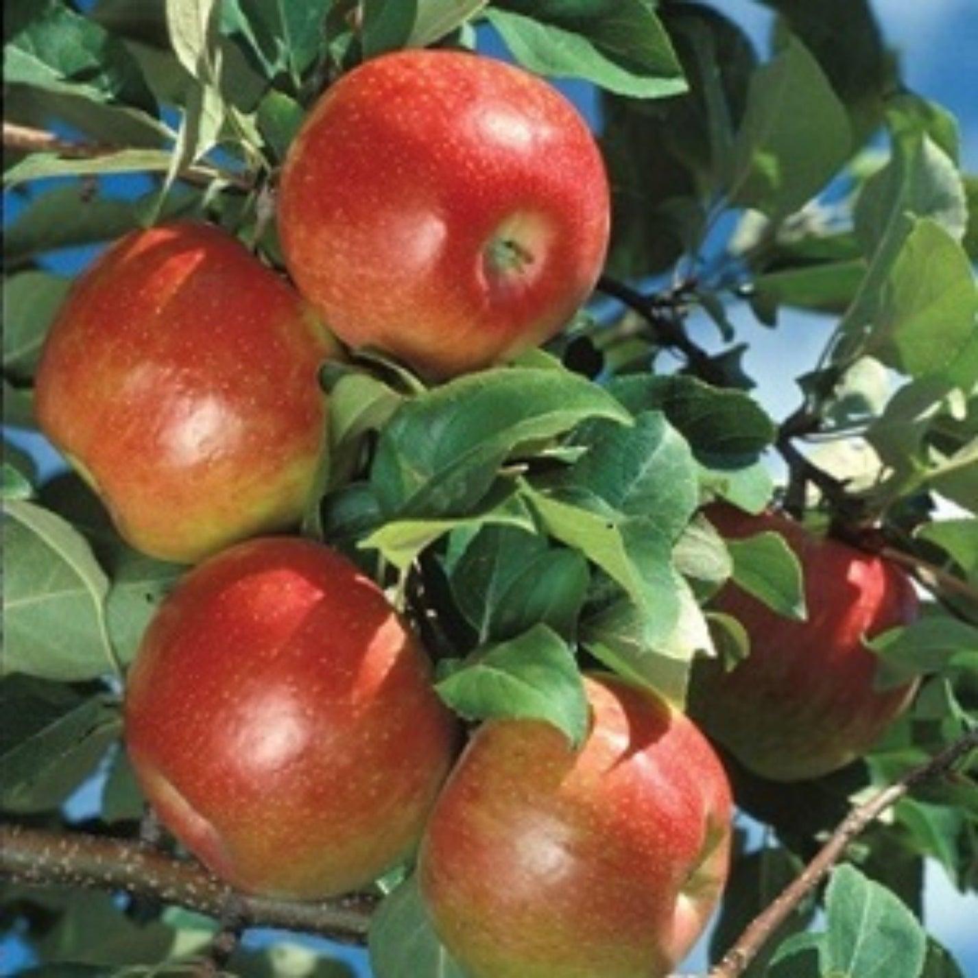 Malus Domestica Honeycrisp - View 4 from www redcrocus com