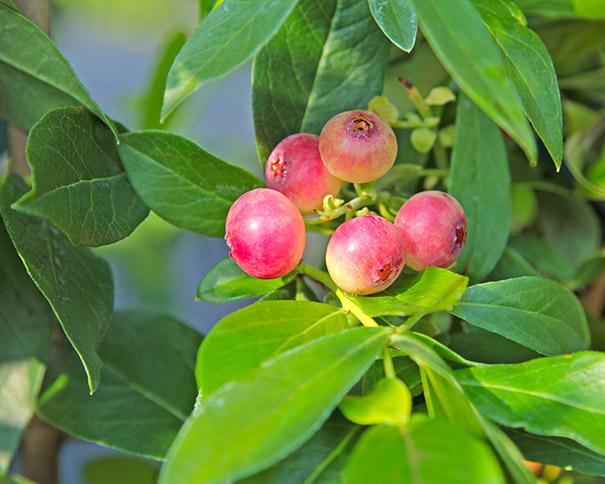 Blueberry Vaccinium Corymbosum Pink Lemonade - View 10 from www redcrocus com