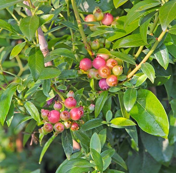 Blueberry Vaccinium Corymbosum Pink Lemonade - View 11 from www redcrocus com