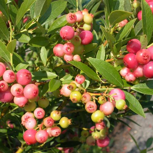 Blueberry Vaccinium Corymbosum Pink Lemonade - View 12 from www redcrocus com