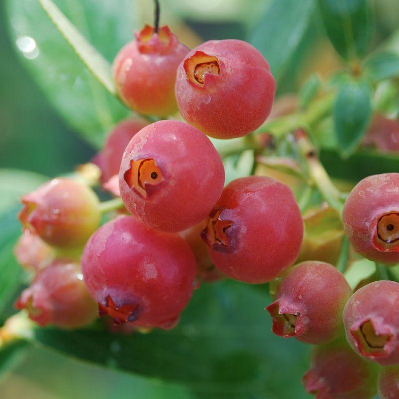 Blueberry Vaccinium Corymbosum Pink Lemonade - View 13 from www redcrocus com