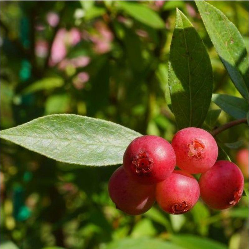 Blueberry Vaccinium Corymbosum Pink Lemonade - View 16 from www redcrocus com