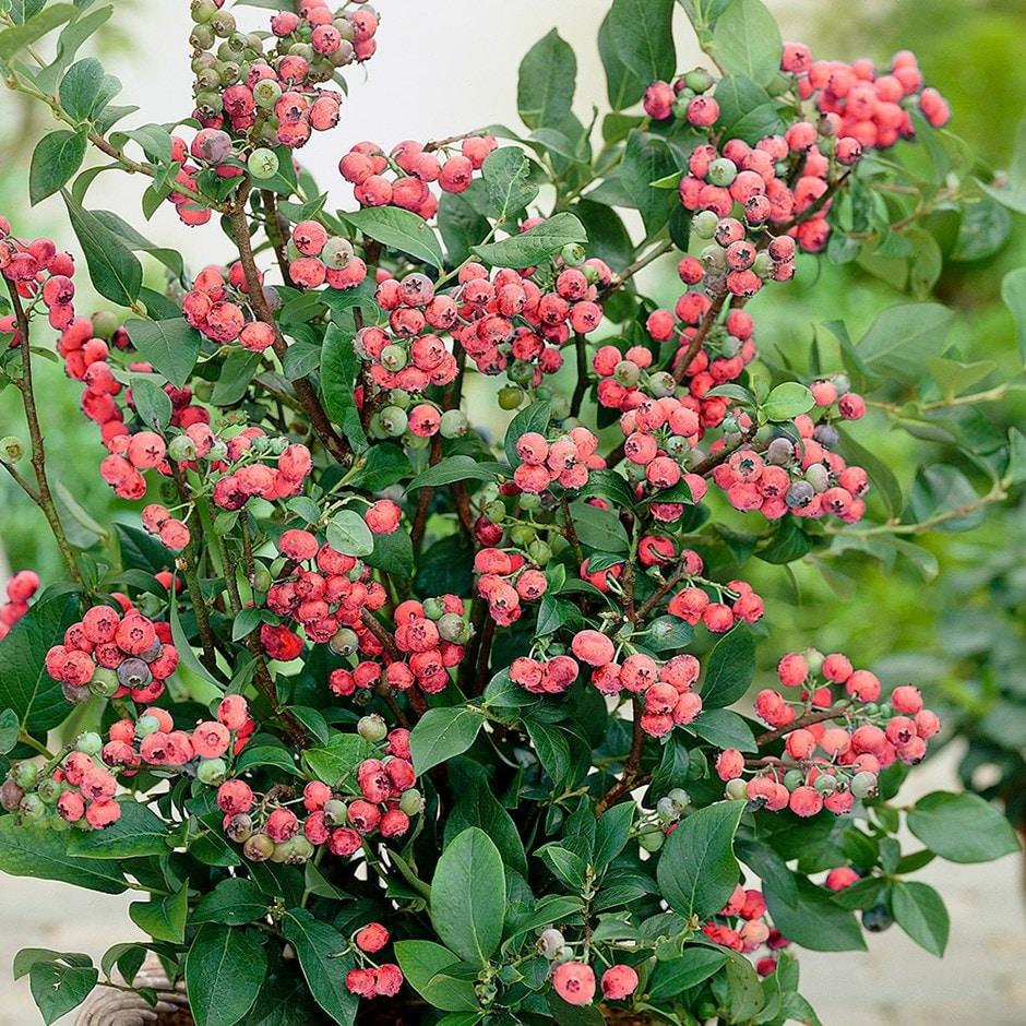 Blueberry Vaccinium Corymbosum Pink Lemonade - View 1 from www redcrocus com