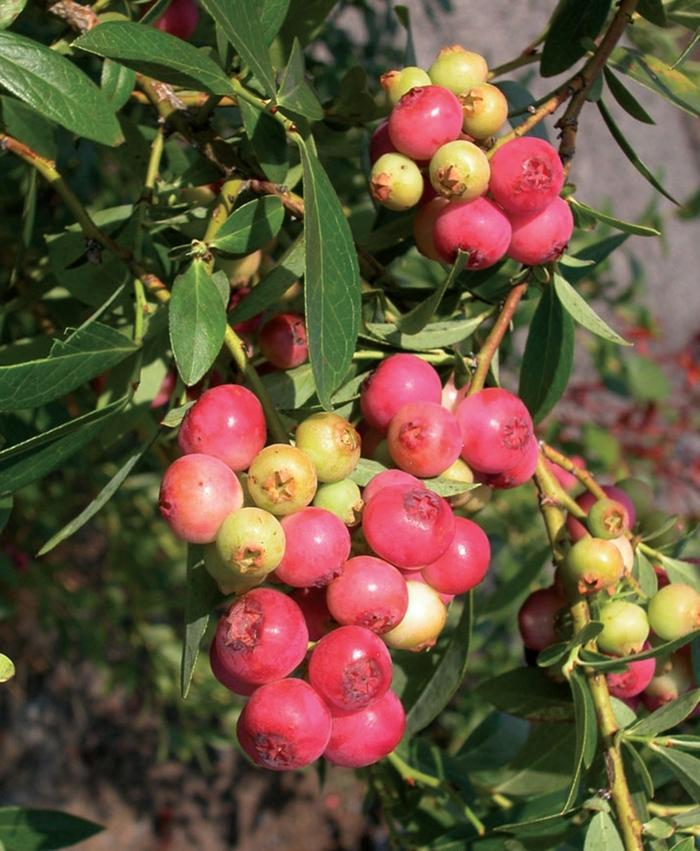 Blueberry Vaccinium Corymbosum Pink Lemonade - View 2 from www redcrocus com