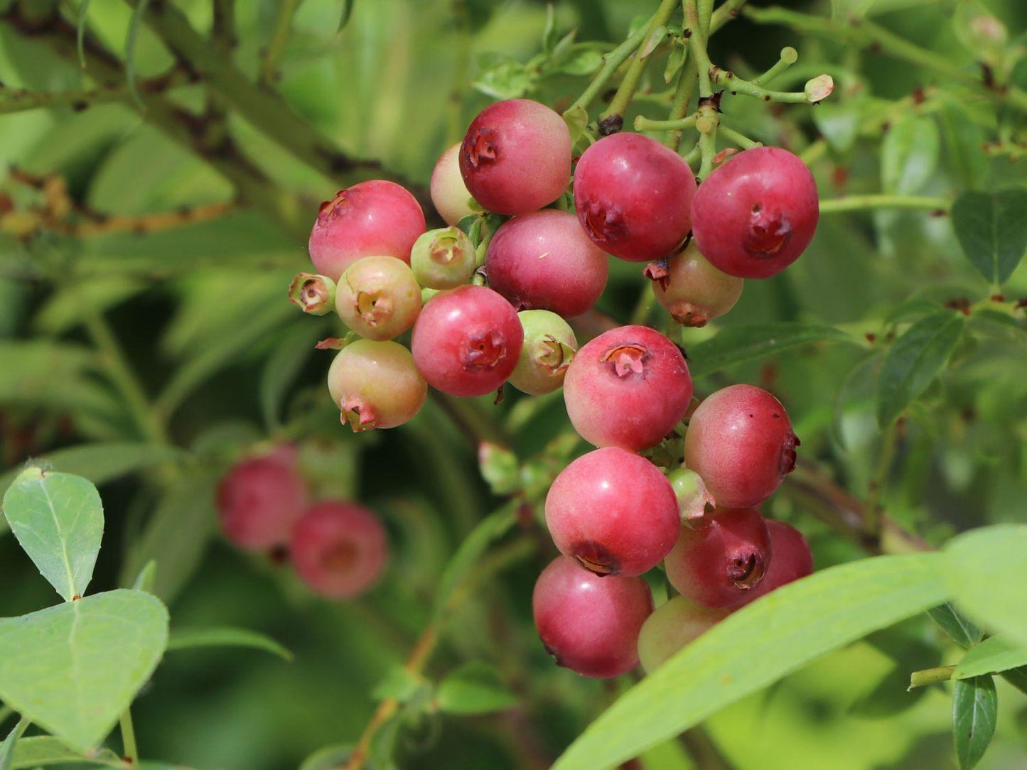 Blueberry Vaccinium Corymbosum Pink Lemonade - View 6 from www redcrocus com