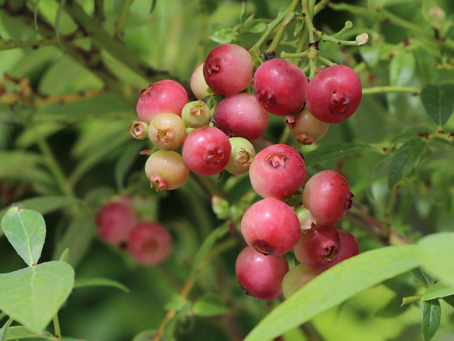 Blueberry Vaccinium Corymbosum Pink Lemonade - View 6 from www redcrocus com