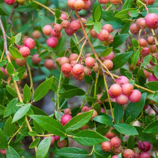 Blueberry Vaccinium Corymbosum Pink Lemonade - View 7 from www redcrocus com