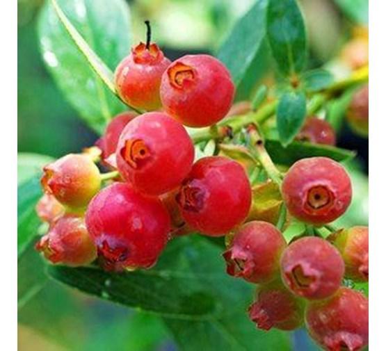Blueberry Vaccinium Corymbosum Pink Lemonade - View 9 from www redcrocus com