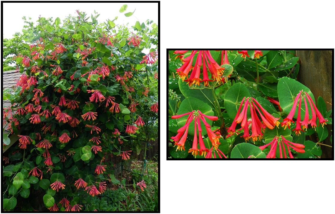 Lonicera Sempervirens 'major Wheeler' - View 10 from www redcrocus com