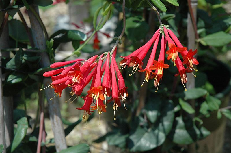Lonicera Sempervirens 'major Wheeler' - View 12 from www redcrocus com