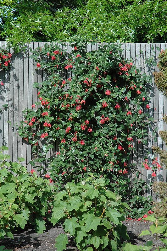 Lonicera Sempervirens 'major Wheeler' - View 14 from www redcrocus com