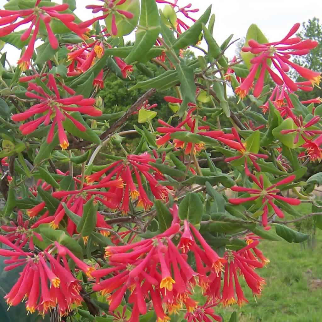 Lonicera Sempervirens 'major Wheeler' - View 17 from www redcrocus com