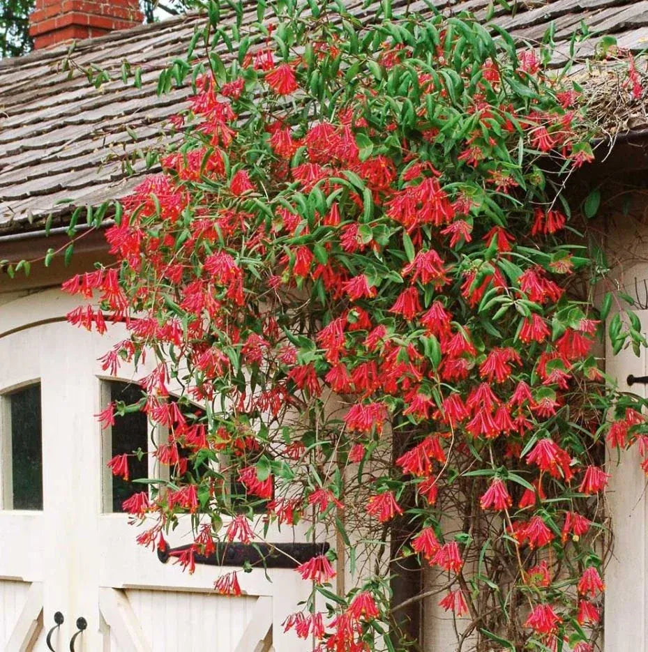 Lonicera Sempervirens 'major Wheeler' - View 20 from www redcrocus com