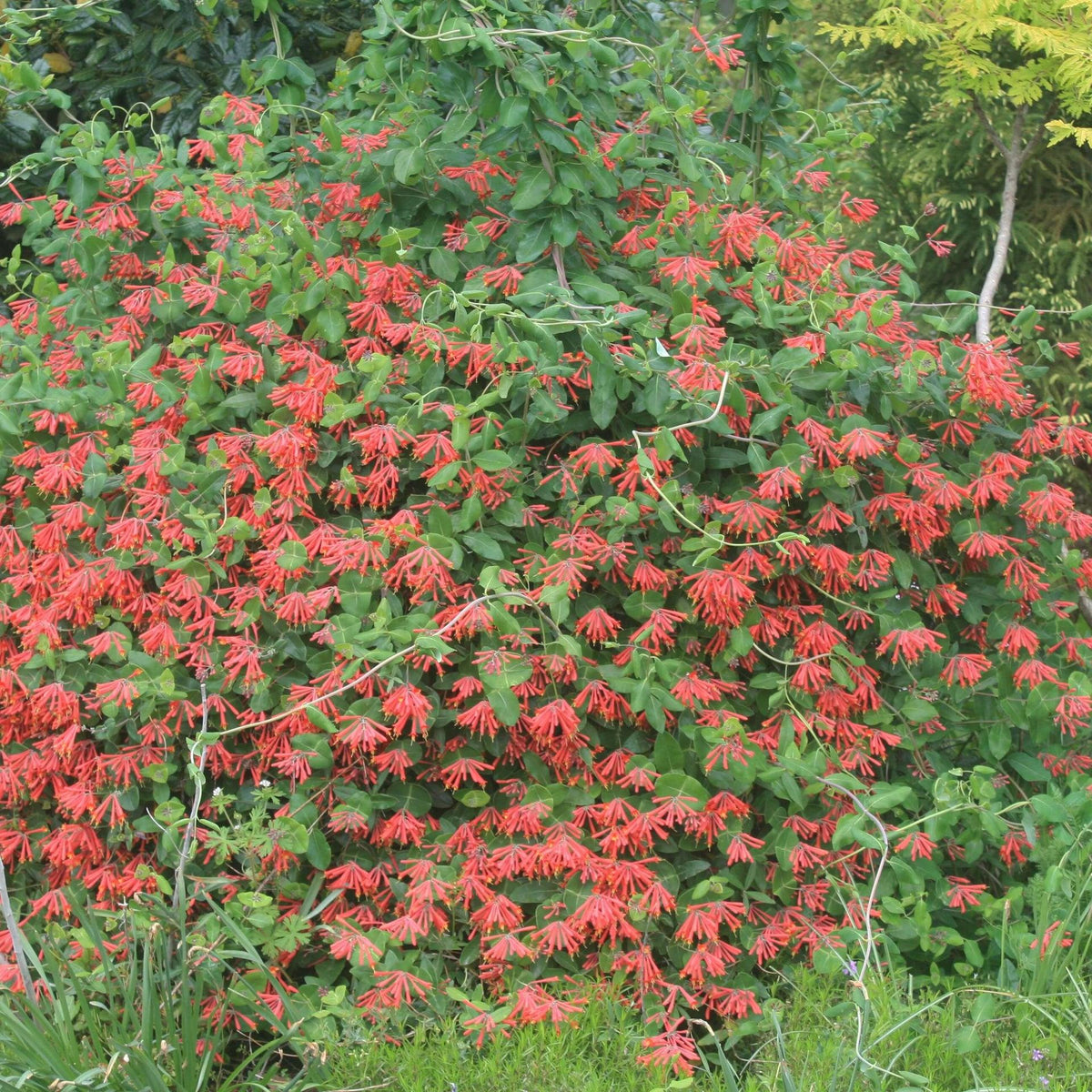 Lonicera Sempervirens 'major Wheeler' - View 22 from www redcrocus com