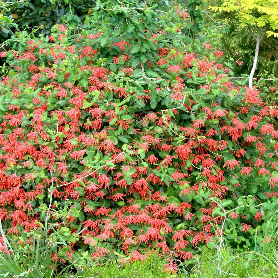 Lonicera Sempervirens 'major Wheeler' - View 23 from www redcrocus com