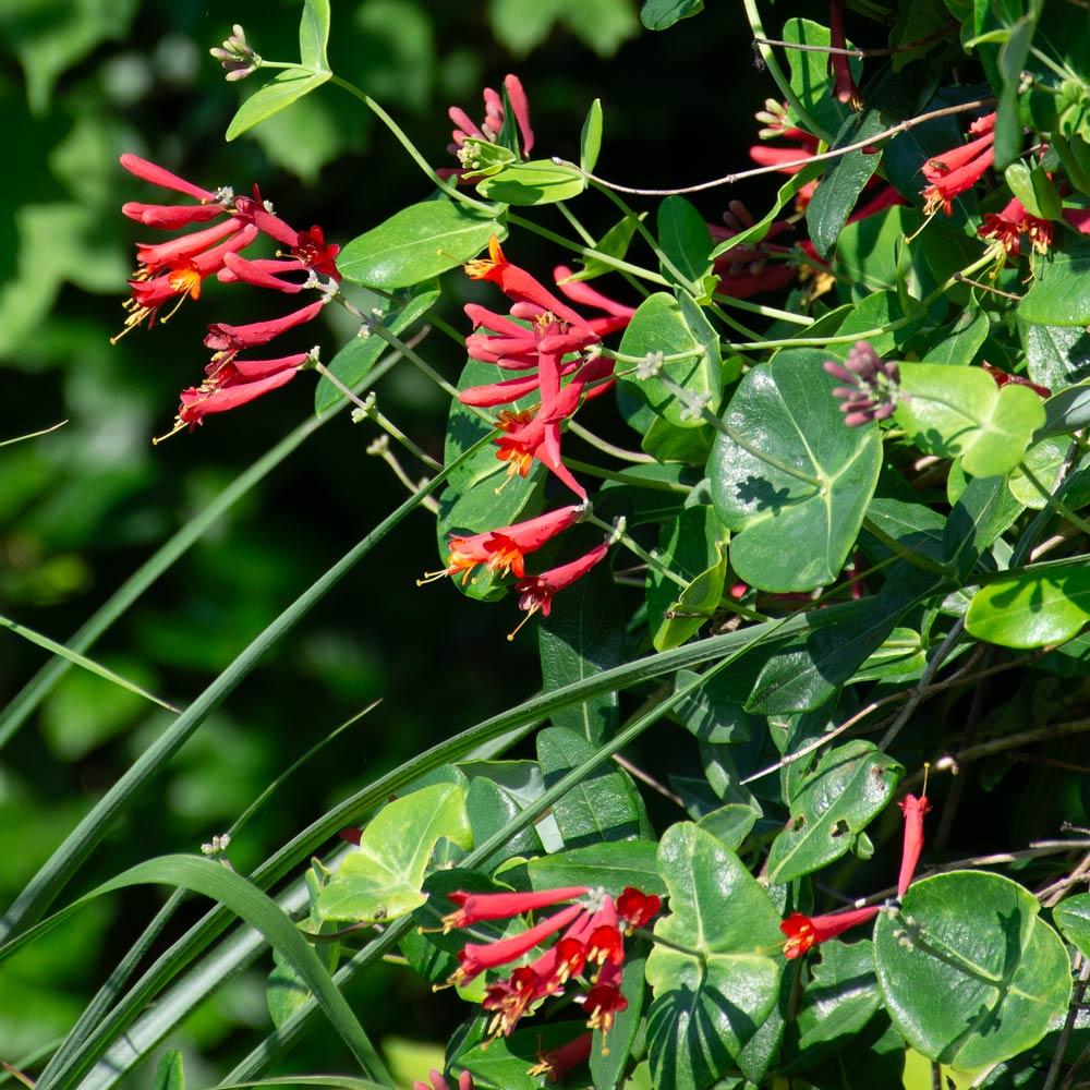 Lonicera Sempervirens 'major Wheeler' - View 24 from www redcrocus com