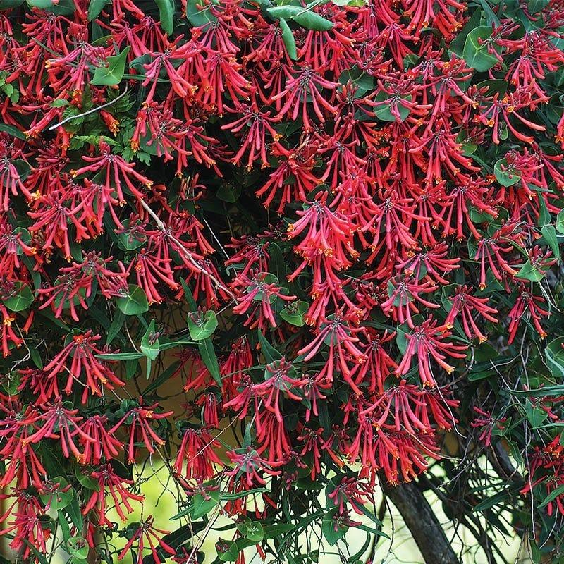 Lonicera Sempervirens 'major Wheeler' - View 26 from www redcrocus com