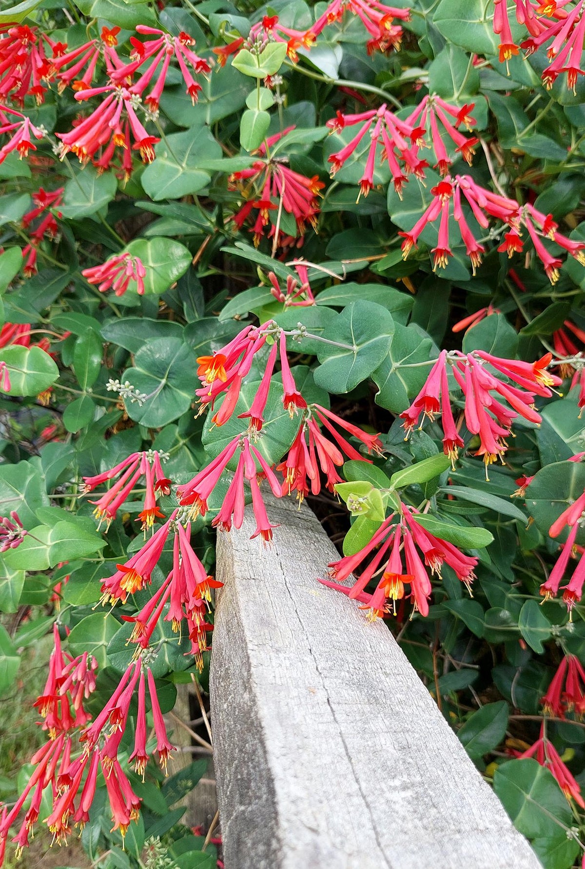 Lonicera Sempervirens 'major Wheeler' - View 2 from www redcrocus com
