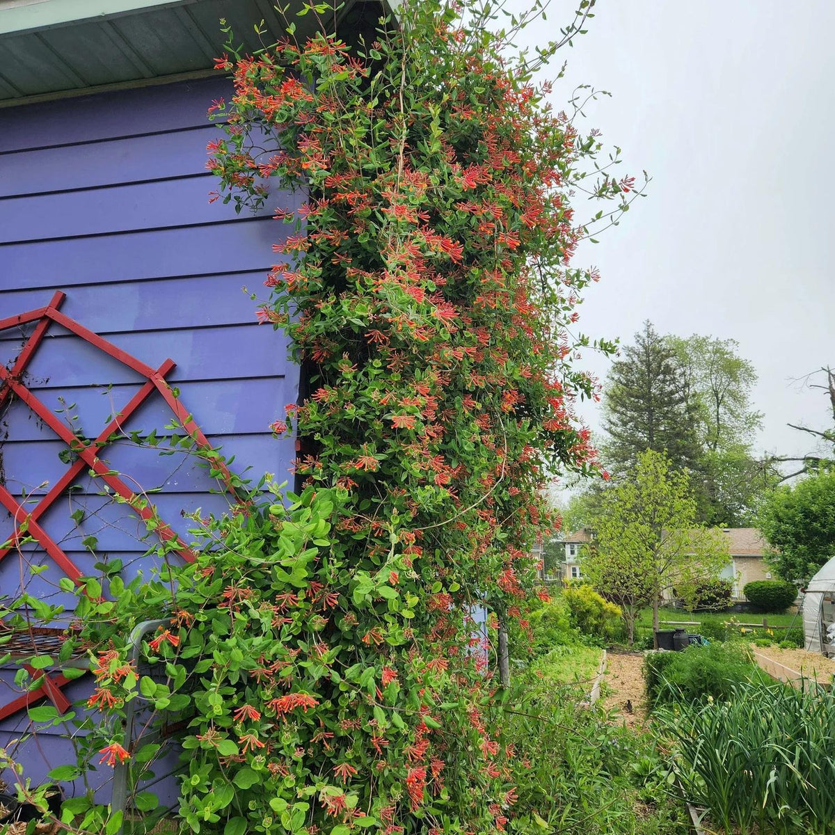 Lonicera Sempervirens 'major Wheeler' - View 3 from www redcrocus com