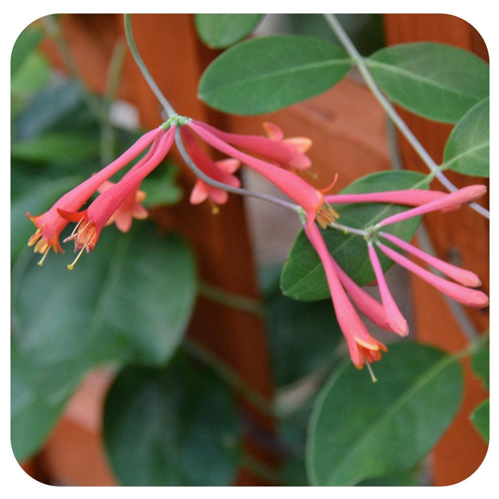 Lonicera Sempervirens 'major Wheeler' - View 4 from www redcrocus com