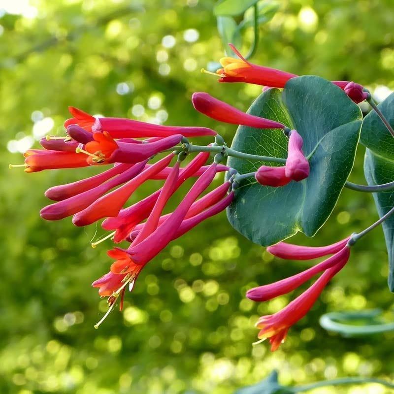 Lonicera Sempervirens 'major Wheeler' - View 5 from www redcrocus com