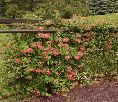 Lonicera Sempervirens 'major Wheeler' - View 6 from www redcrocus com