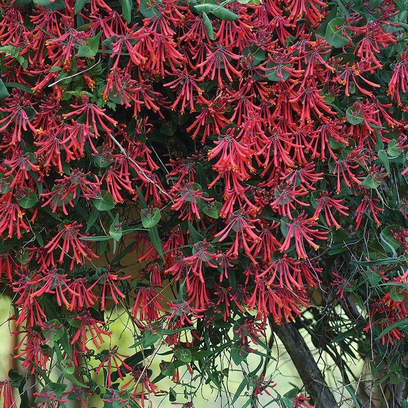 Lonicera Sempervirens 'major Wheeler' - View 7 from www redcrocus com
