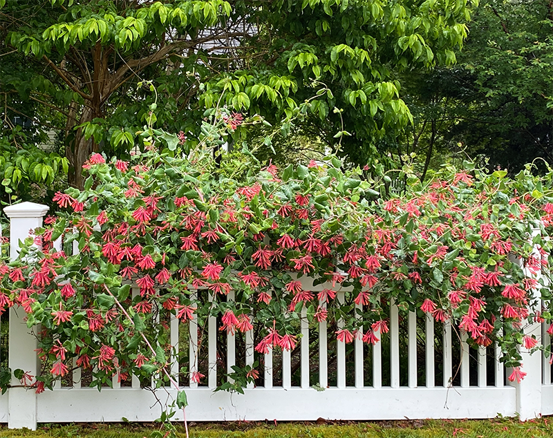 Lonicera Sempervirens 'major Wheeler' - View 8 from www redcrocus com
