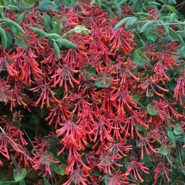Lonicera Sempervirens 'major Wheeler' - View 9 from www redcrocus com