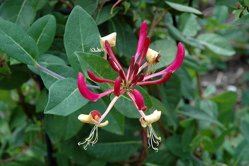 Lonicera Periclymenum 'peaches And Cream' - View 10 from www redcrocus com